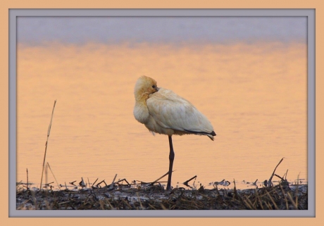 SSSSSSSSSSt ik slaap nog niet