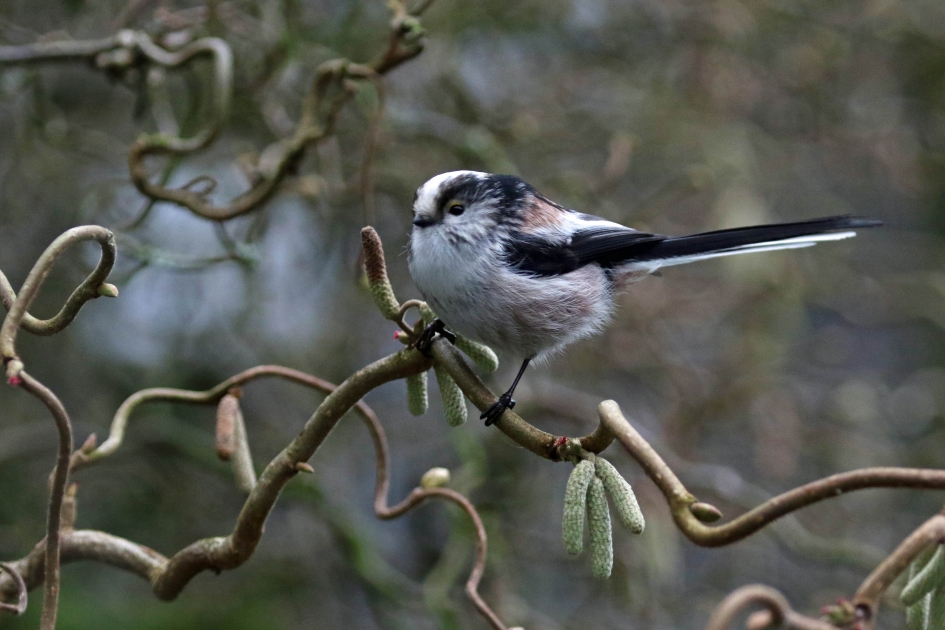 Staartmees - Vogels - 