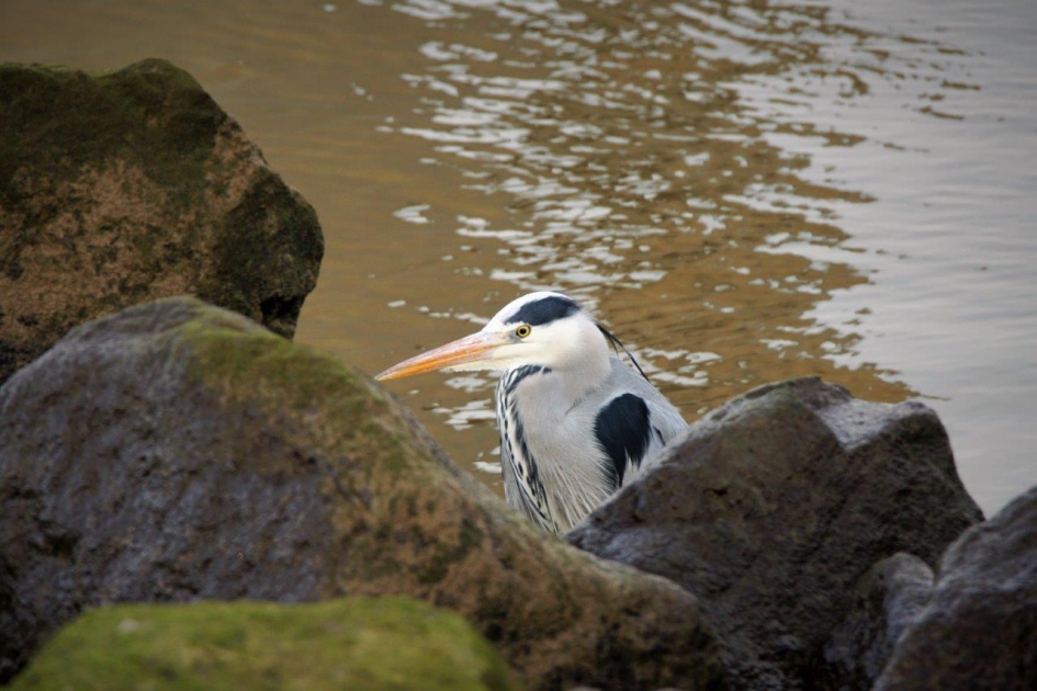 Steen houwer - Vogels - Blauwer reiger