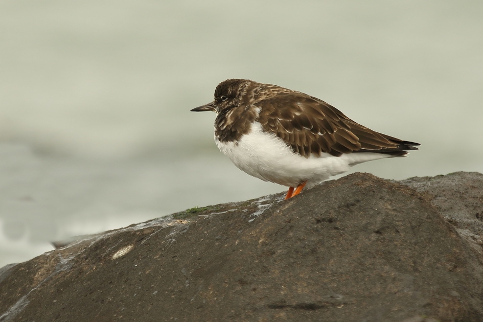 steenloper - Vogels - 