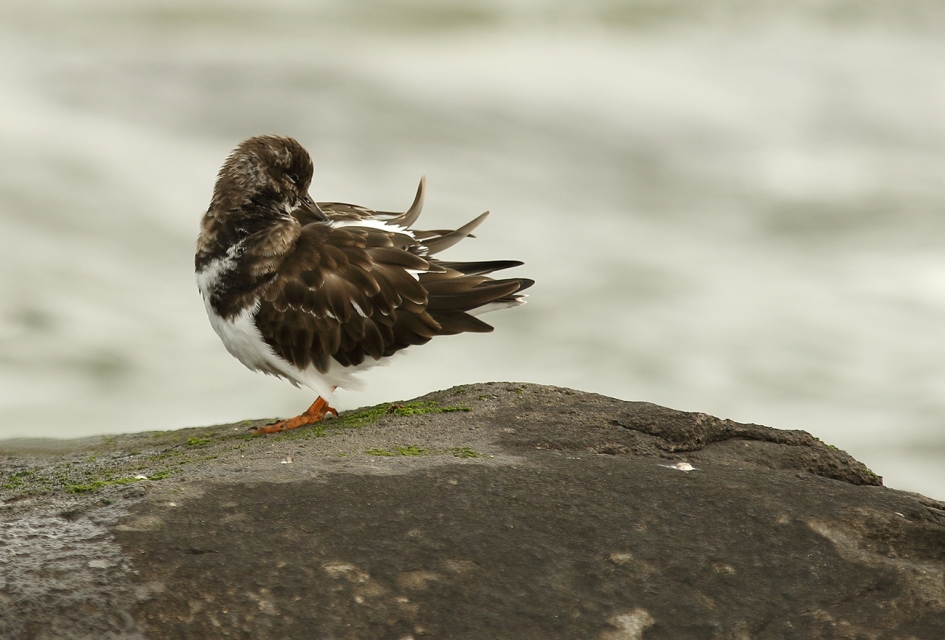 steenloper - Vogels - 