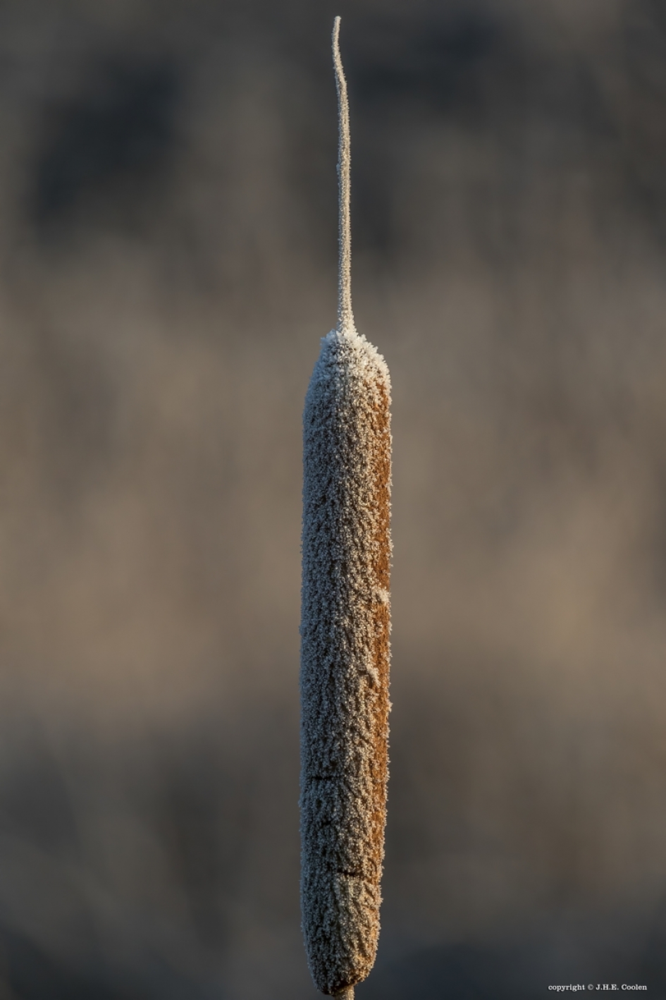 Stijf... - Planten - 