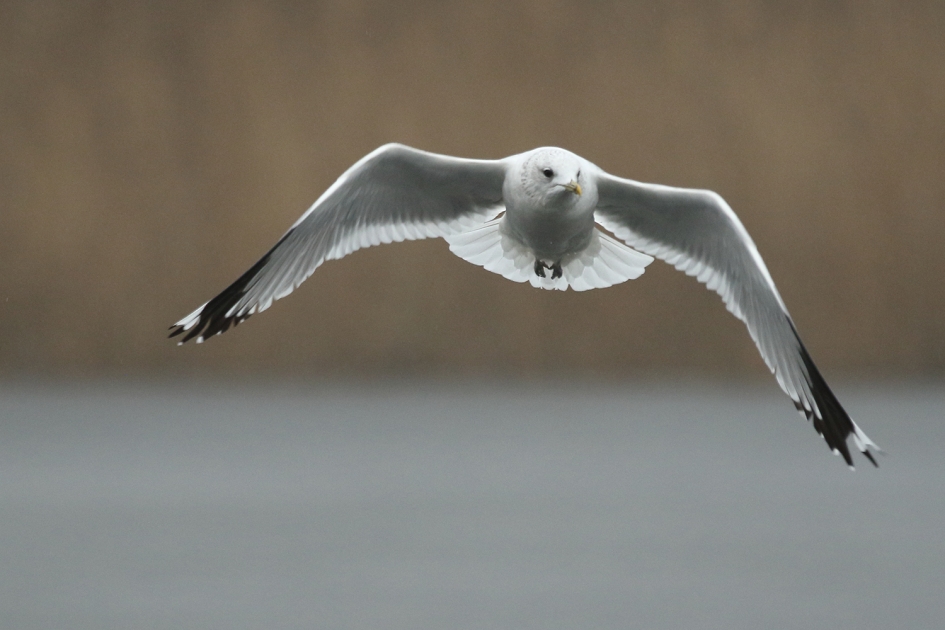 stormmeeuw - Vogels - 