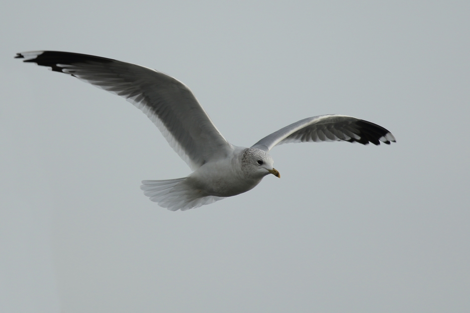 stormmeeuw - Vogels - 
