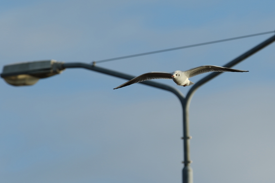 stuntvlieger - Vogels - 