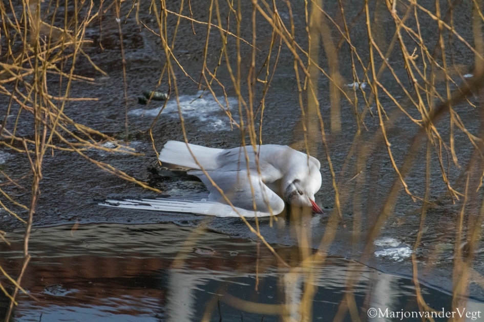 't Loodje gelegd - Vogels - meeuw