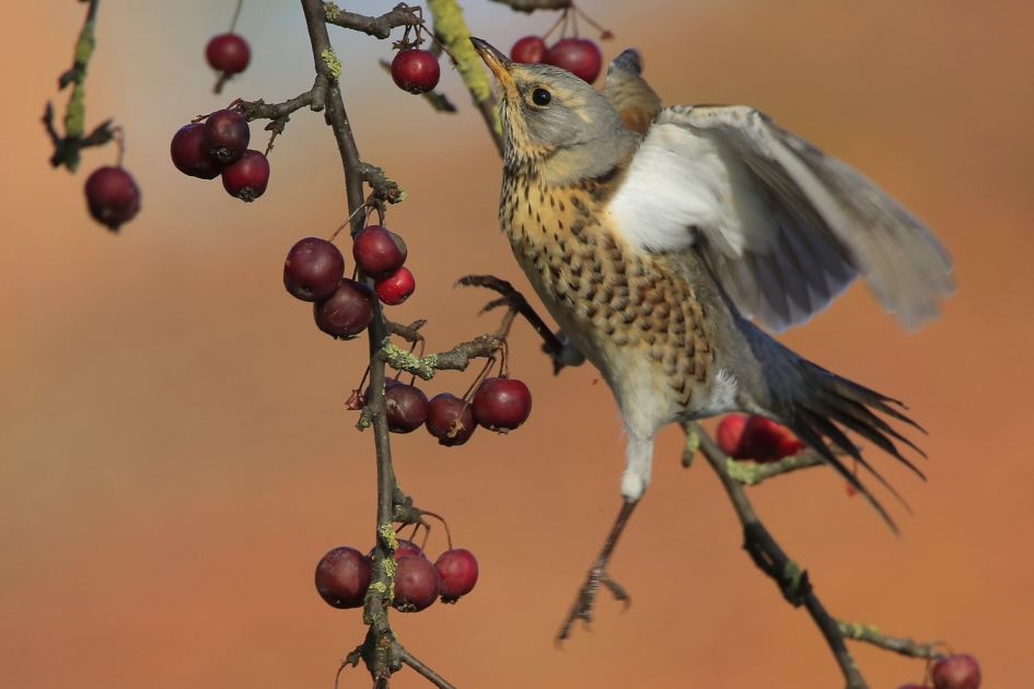 Taking it to the top ... - Vogels - Kramsvogel