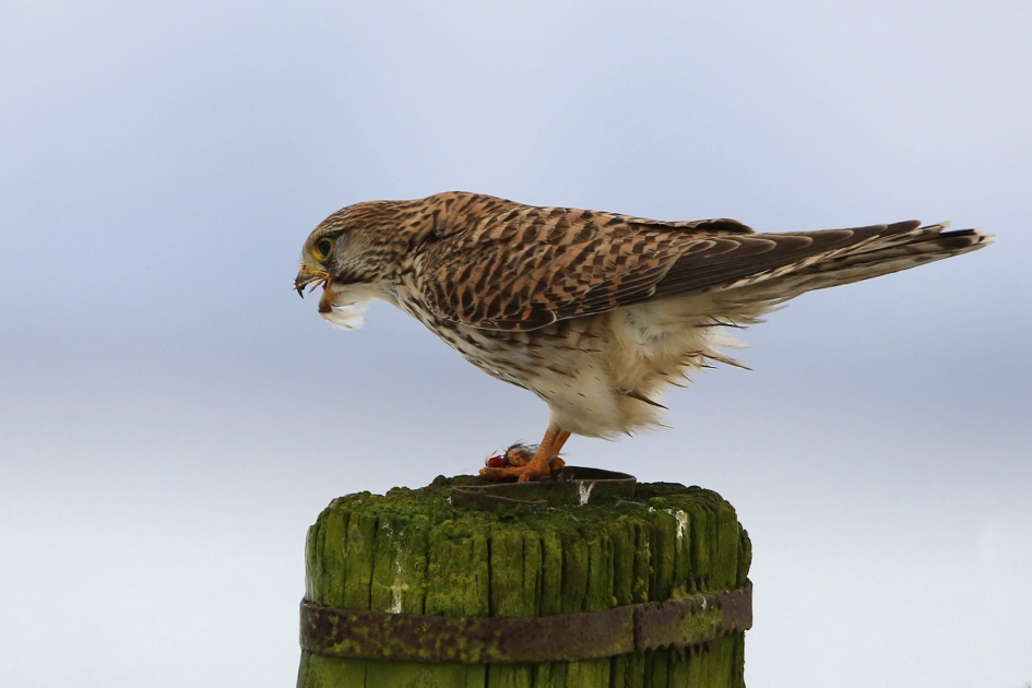 Teentje ... - Vogels - Torenvalk