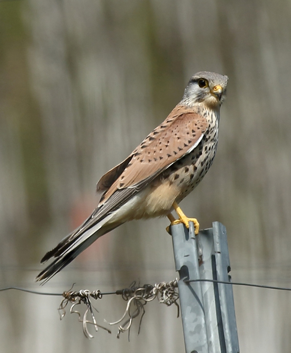 torenvalk - Vogels - 