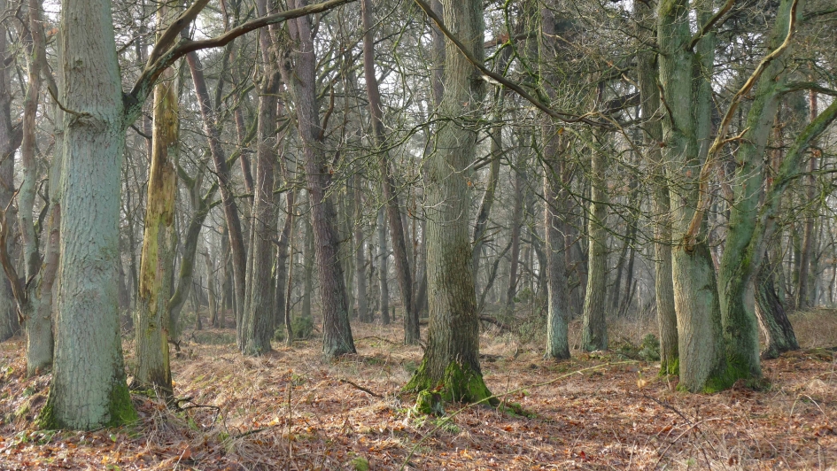 Tree magic - Planten - n.v.t.