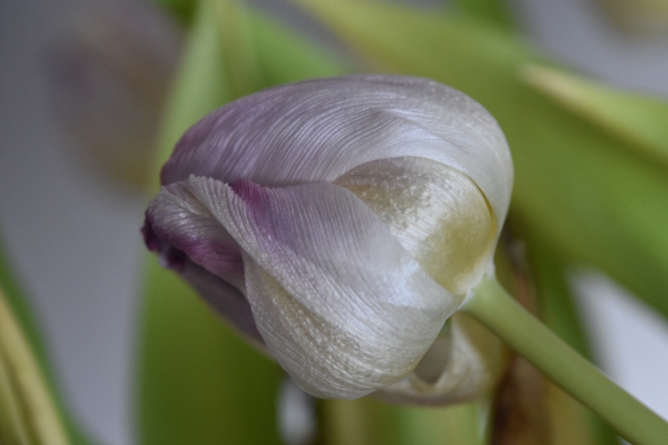 Tulp - Planten - 
