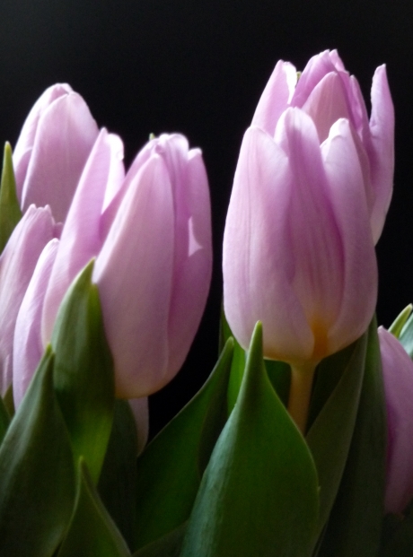 Tulpen