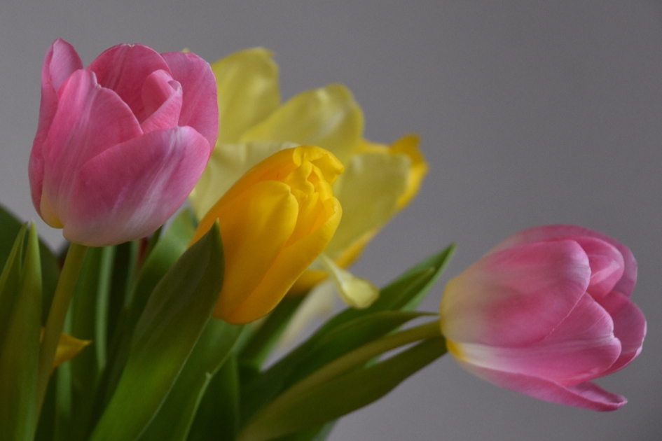 Tulpen - Planten - 