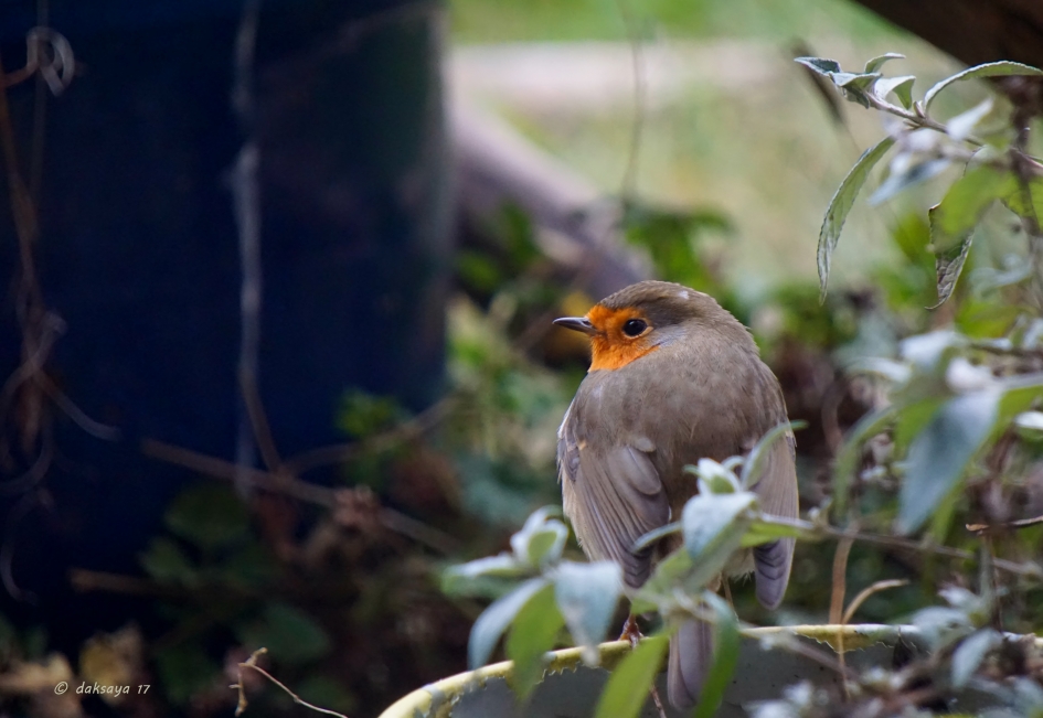 Tussen de bloempotten - Vogels - 