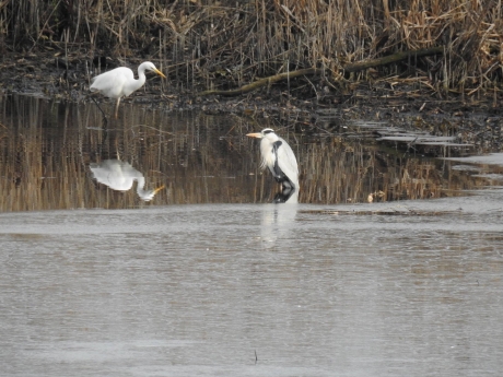 Twee soorten reigers bij elkaar op visite