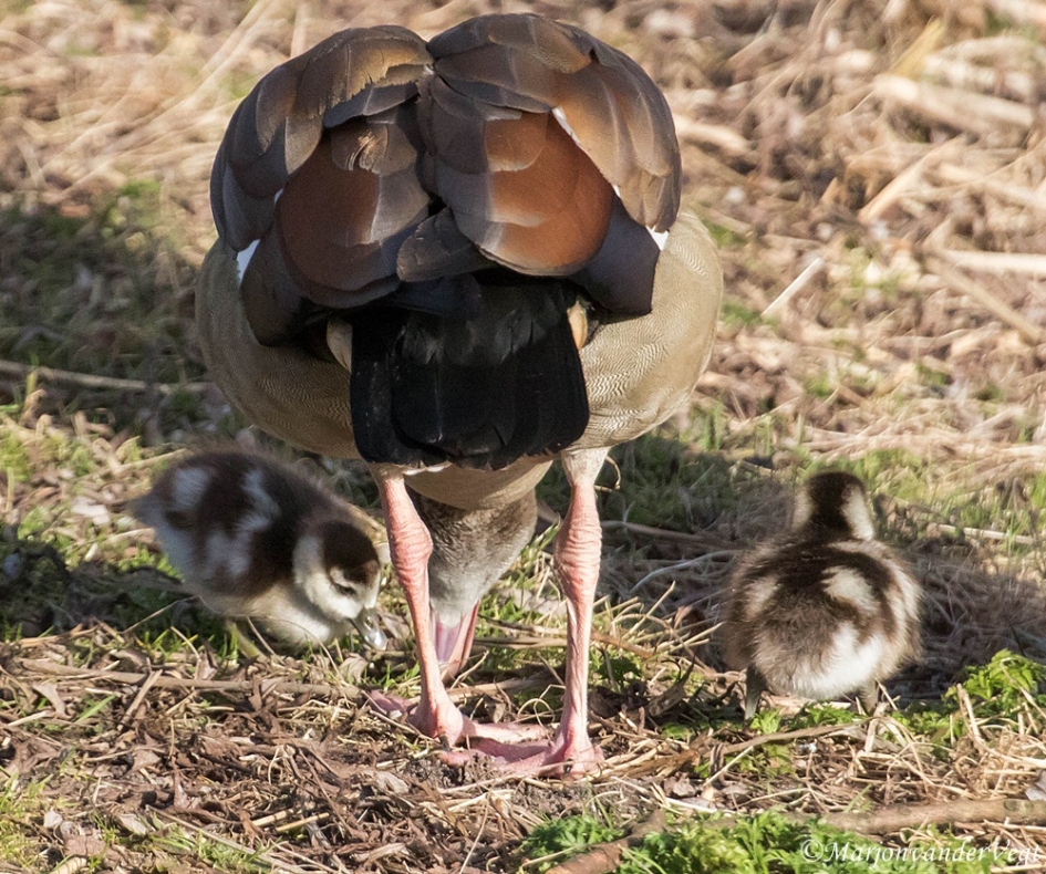 Tweeling - Vogels - Nijlganzen