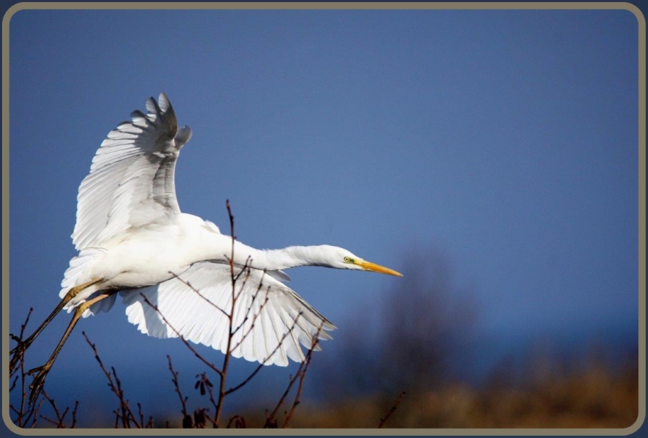 Uit de hoek komen - Vogels - Grote zilverreiger