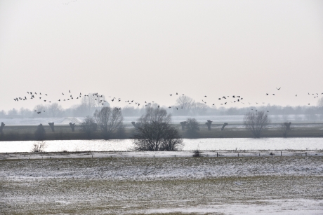 Uiterwaarden van de Lek