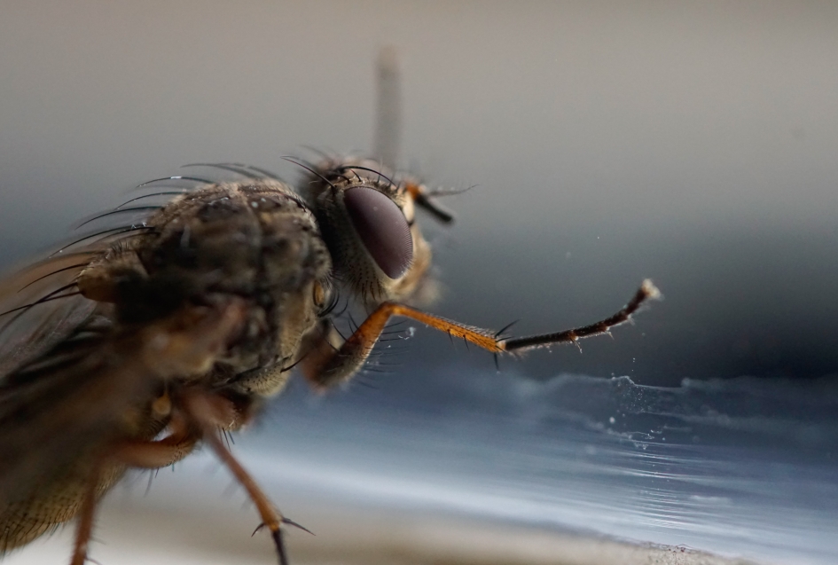Uitkijkend naar de lente - Geleedpotigen - 