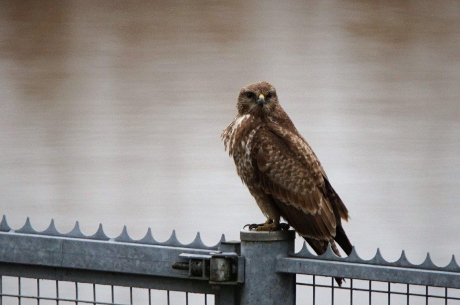 Van paal naar hek - Vogels - Buizerd