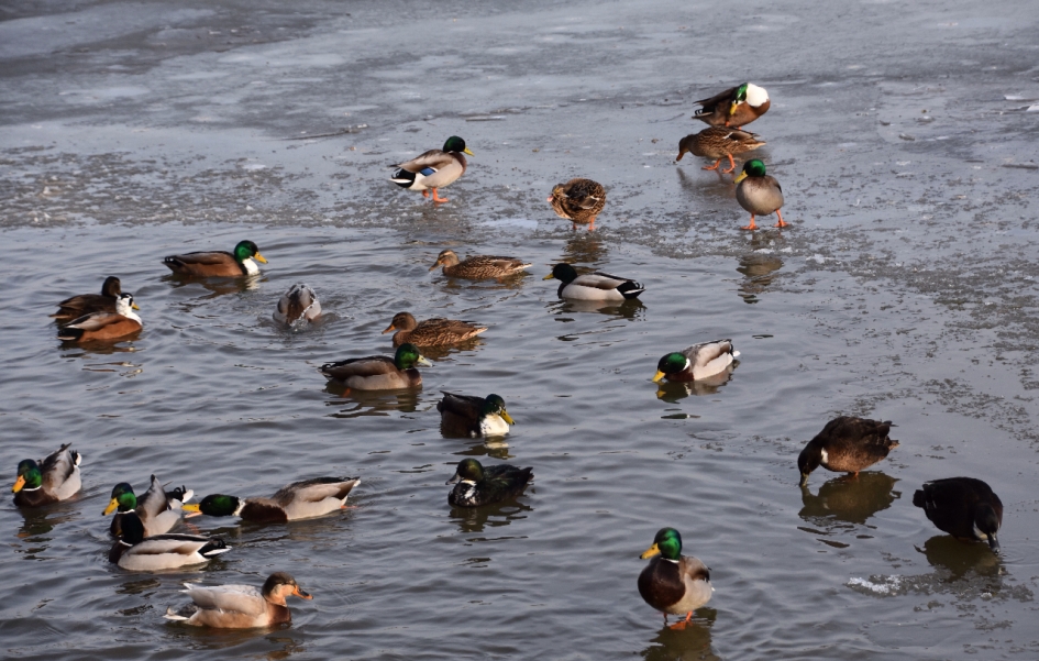 Veel eenden - Vogels - 