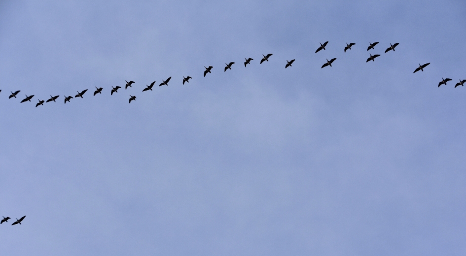 Veel gegak... - Vogels - 