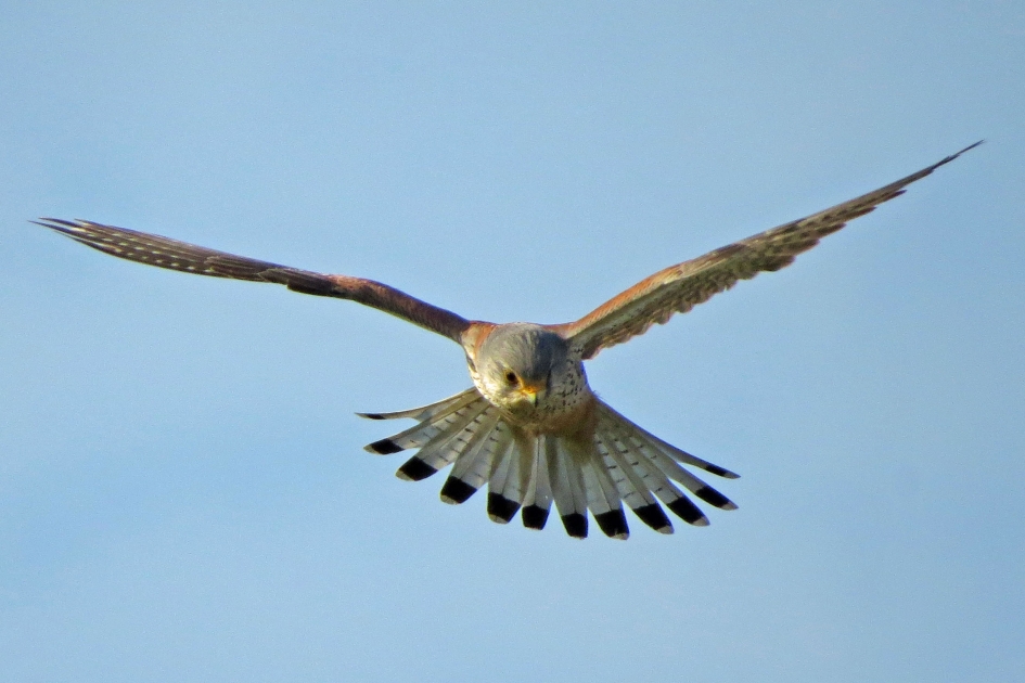 Verenpracht - Vogels - 