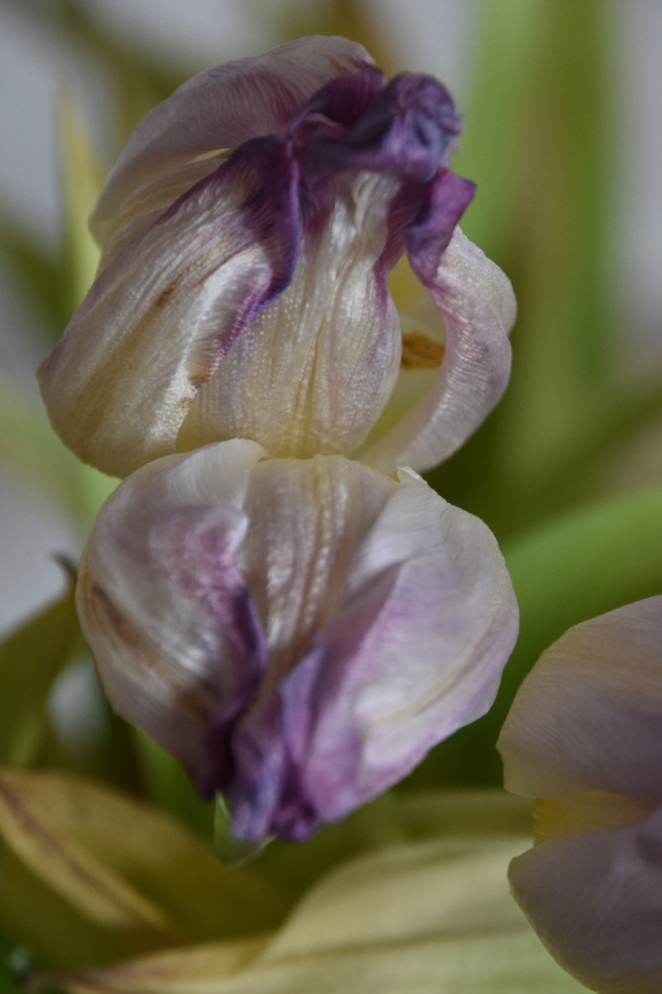 Verlepte tulpen... - Planten - 