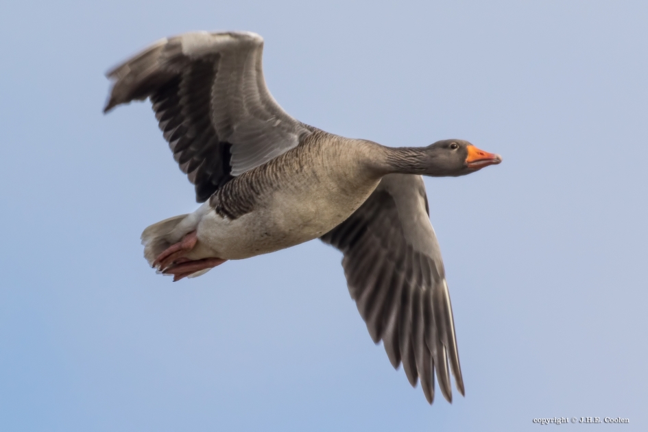 Vermoeide vlucht - Vogels - Grauwe gans