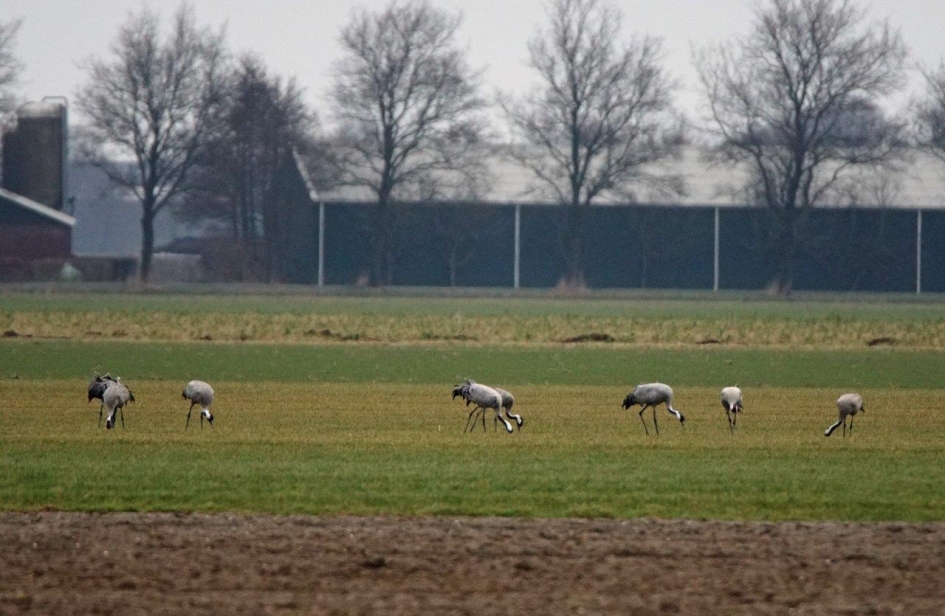 Verrassing - Vogels - Kraan vogel