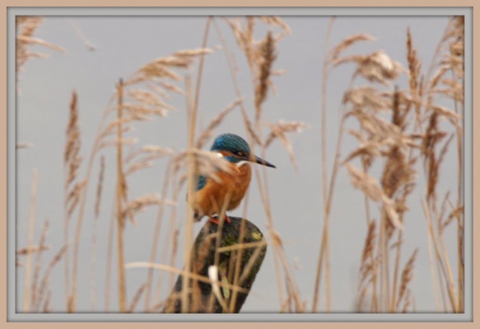 Verscholen in het riet - Vogels - Ijsvogel