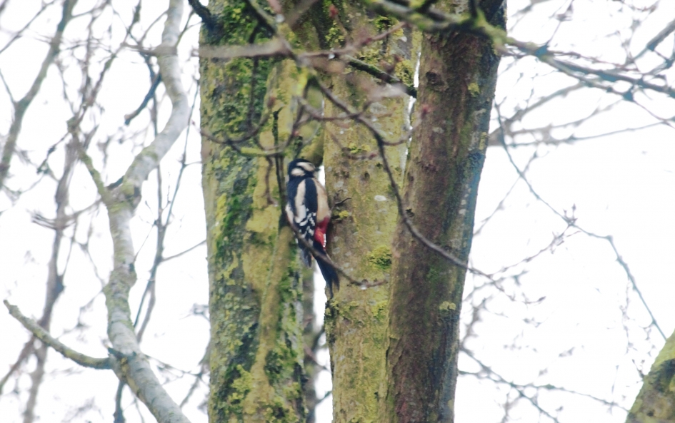Verstoppertje - Vogels - Grote Bonte Specht
