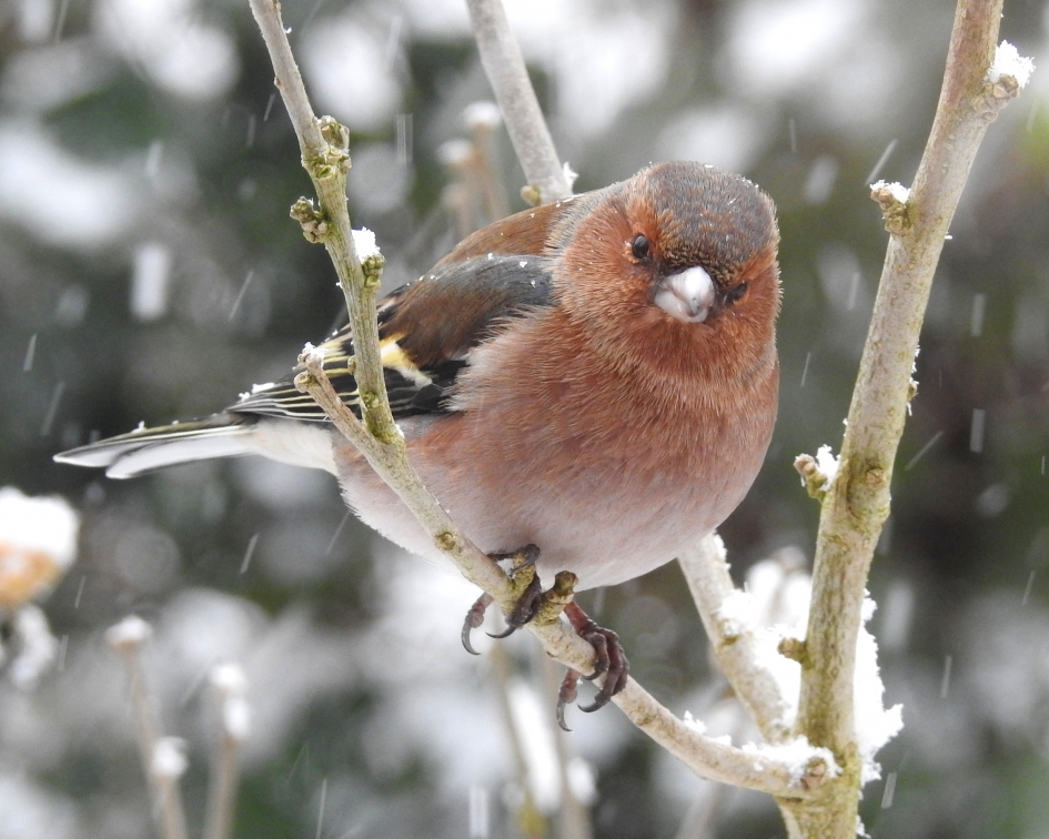 Vink in de sneeuw - Vogels - Vink