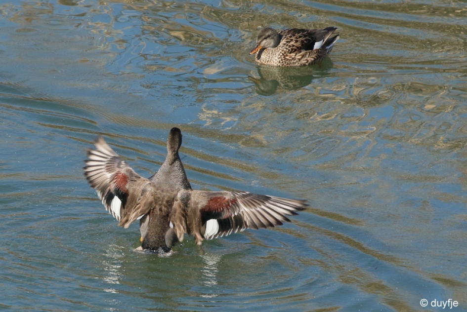 vlieg op - Vogels - Krakeenden
