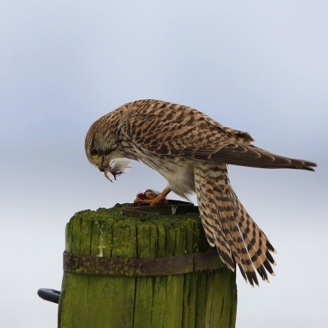 Vogeldag, dag vogel ...