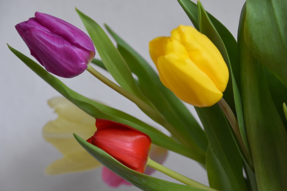 Voorjaar! - Planten - 