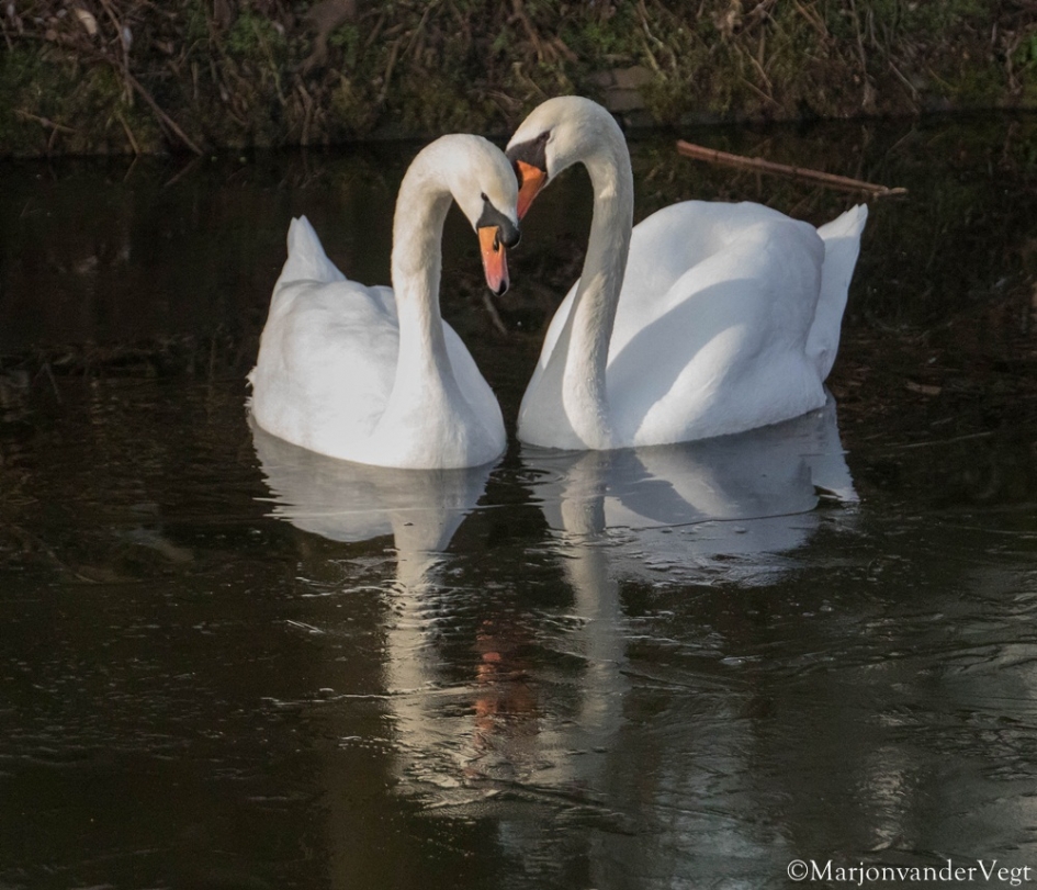 Voorjaar in 't hoofd - Vogels - Zwanen