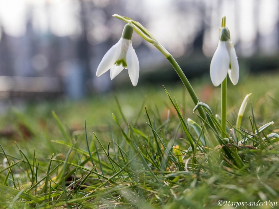 Voorjaar komt boven de grond - Planten - sneeuwklokjes