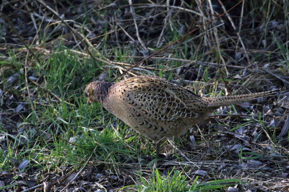 Waar zijn mijn sleutels nou? - Vogels - 