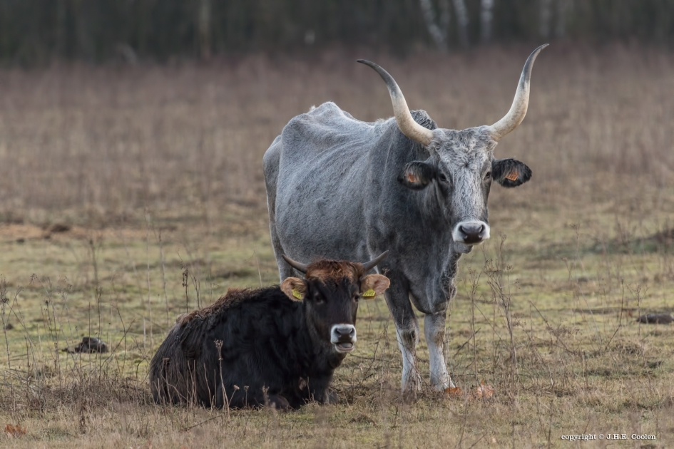 Waarschuwing 1 - Zoogdieren - Maremmana rund