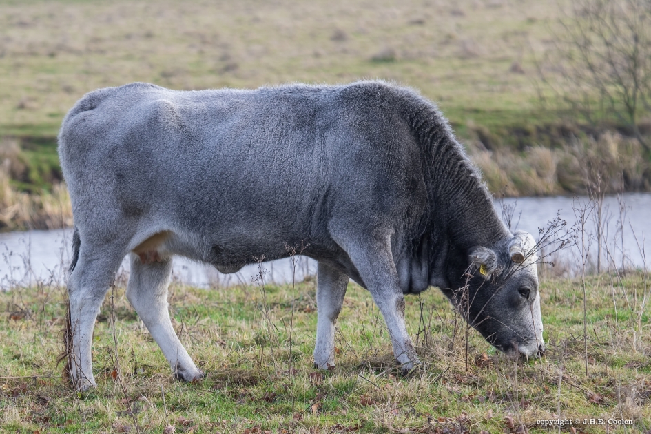 Waarschuwing 2 - Zoogdieren - Maremmana rund