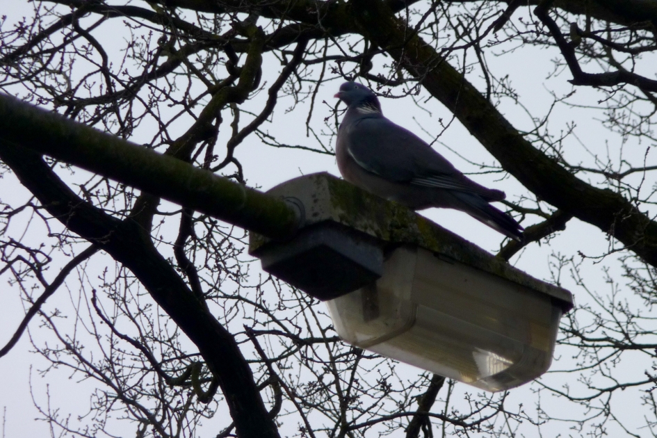 Wachten op de lantaarnpaal... - Vogels - 