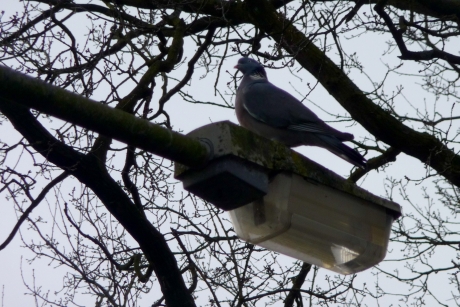 Wachten op de lantaarnpaal...