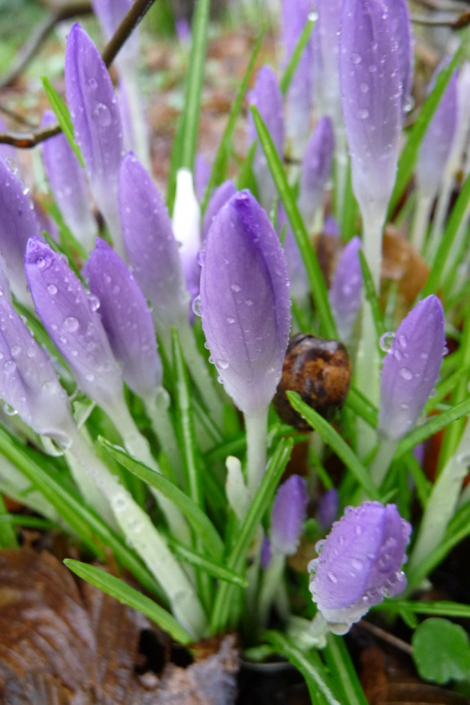 Wachten op de zon... - Planten - 