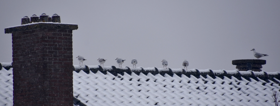 Warm in de nok! - Vogels - 