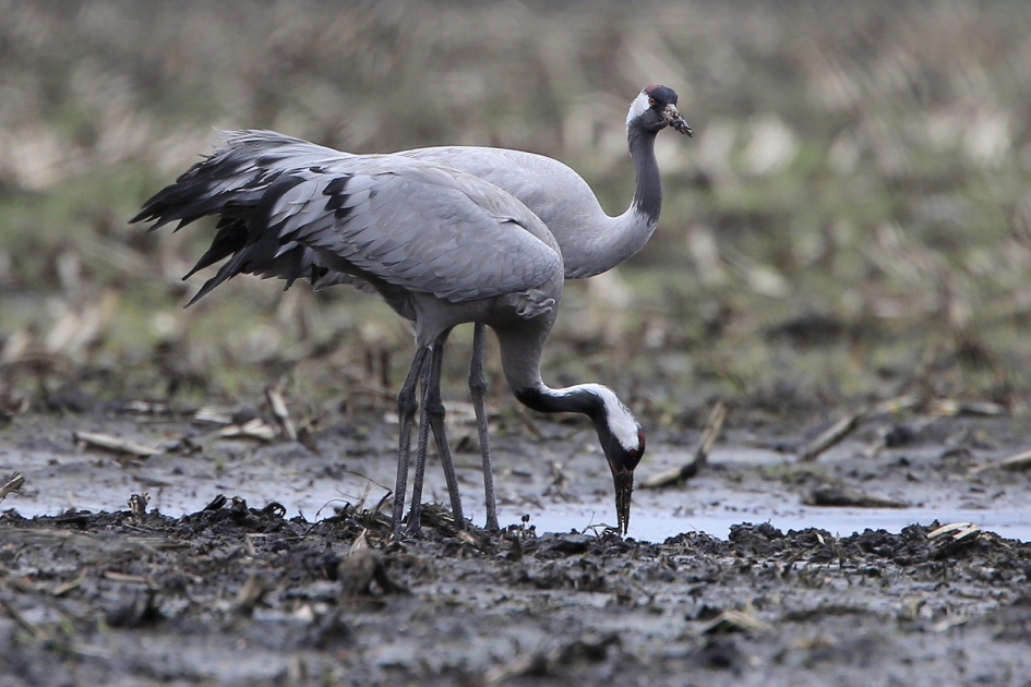 Wat je met rust laat ... - Vogels - Kraanvogel