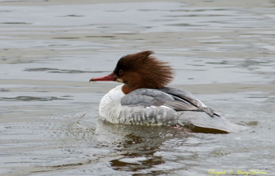 Watervogel - Zaagbek - Vogels - 