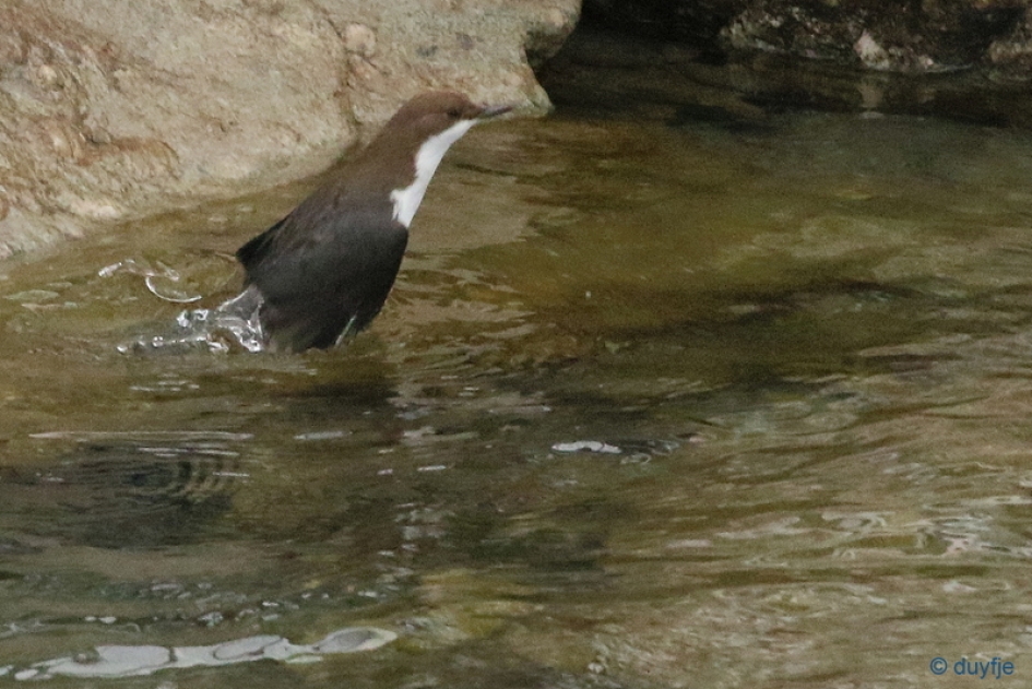 weer boven water - Vogels - Waterspreeuw