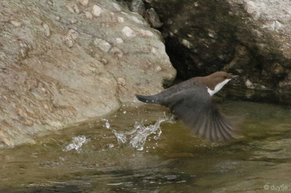 weer boven water - Vogels - waterspreeuw