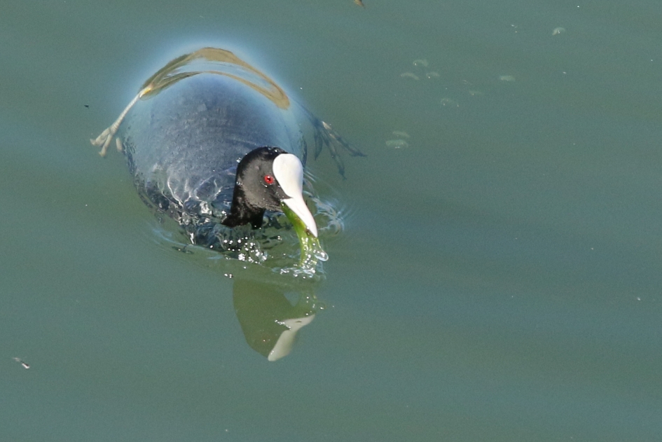 weer boven water - Vogels - meerkoet